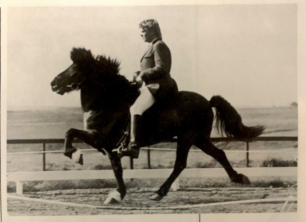Kristall frá Kolkuósi, owned and ridden by Gylfi Gunnarsson, was the winner of B class gæðingar on t…