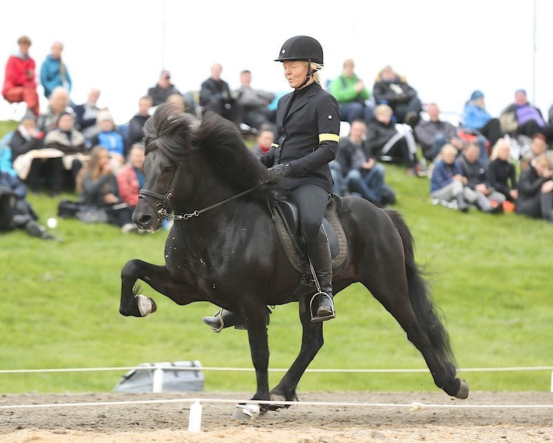 Show catalog of breeding horses