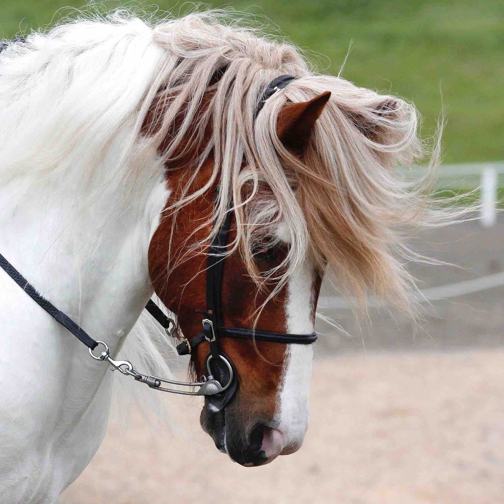 Breeding evaluation Mares