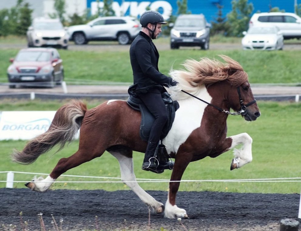 Þröstur frá Kolsholti in the lead in B-class