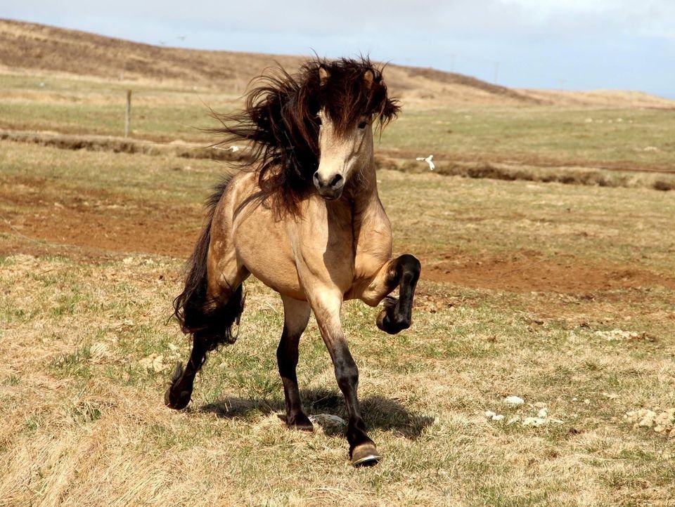 Íbisholl won the Breedingfarm show!!
