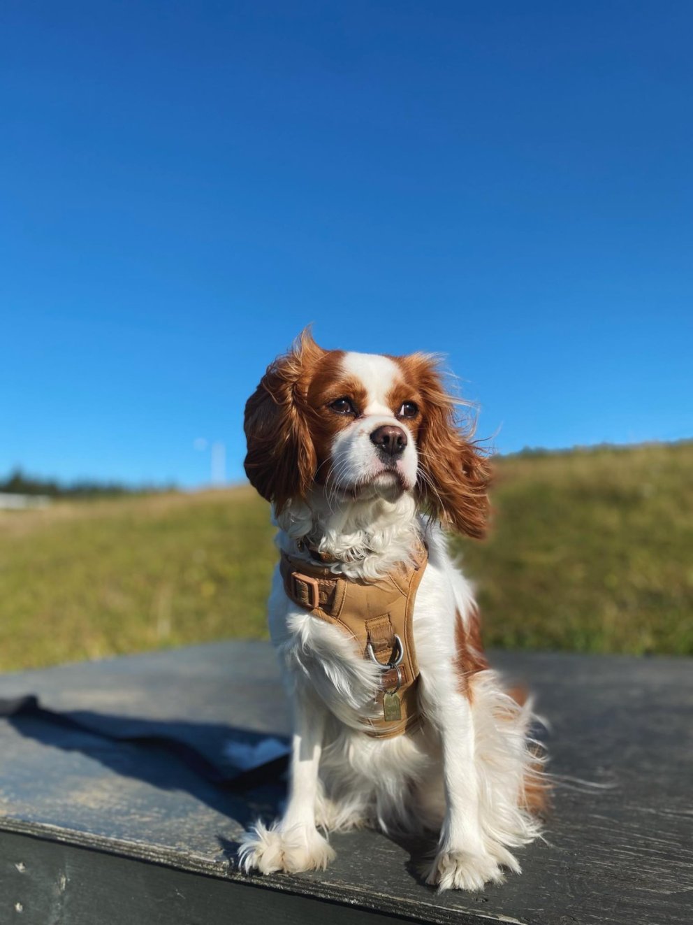 Hundar á mótssvæði