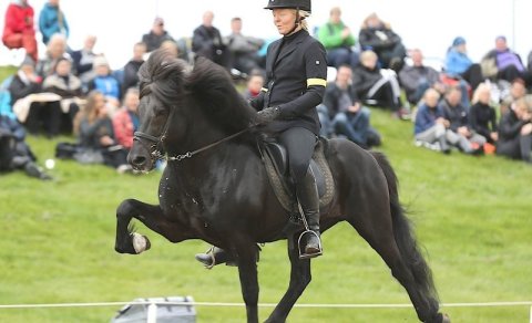 Show catalog of breeding horses