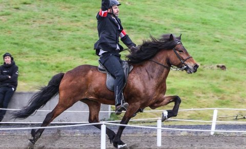 Álfamær frá Prestbæ og Árni Björn scored 9,07