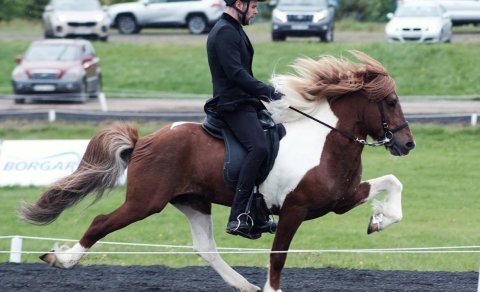 Þröstur frá Kolsholti in the lead in B-class