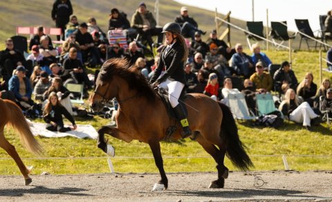 Kristín Rut Jónsdóttir riding Straumur frá Hofsstöðum. Mynd Freydís Bergsdóttir