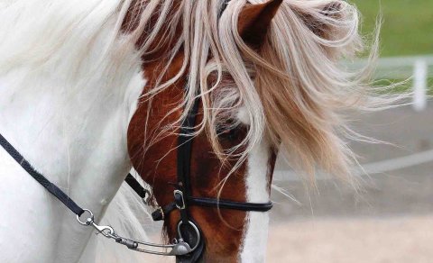 Competition and Exciting Show Events