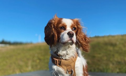 Hundar á mótssvæði