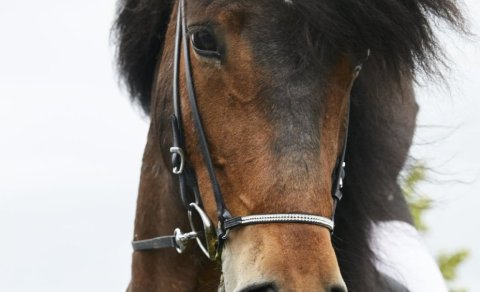 Draft program for LM 2026