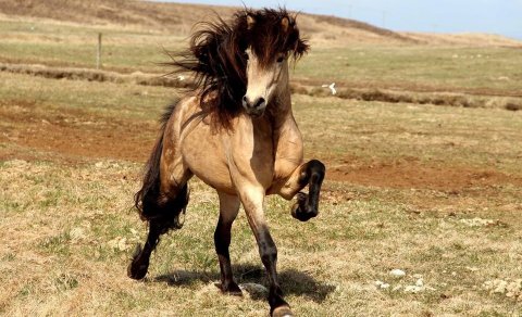 Íbishóll sigurvegari ræktunarbúa!