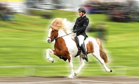 Allar íþróttagreinar á Landsmóti 2024