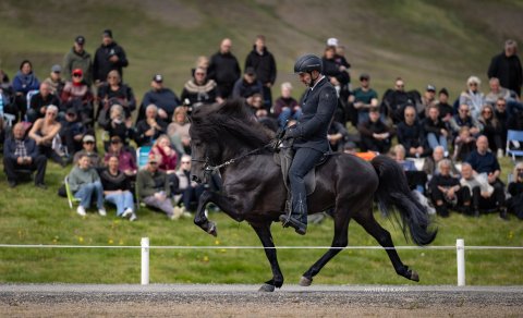 Tinni frá Árdal og Árni Björn Pálsson. Mynd Mystery.horses